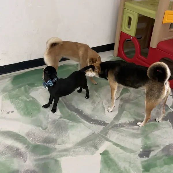 Dog boarding suite at K9 Rox Club Las Vegas